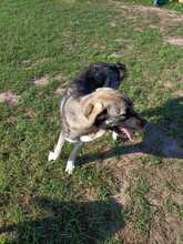 LEO, Hund, Mischlingshund in Spanien - Bild 5