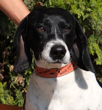 NOVO, Hund, Pointer in Zypern - Bild 1