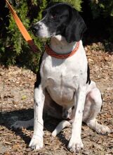 NOVO, Hund, Pointer in Zypern - Bild 2