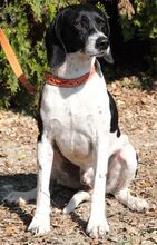 NOVO, Hund, Pointer in Zypern - Bild 3