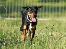 ROCK, Hund, Mischlingshund in Heilbronn - Bild 10