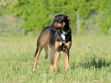 ROCK, Hund, Mischlingshund in Heilbronn - Bild 13
