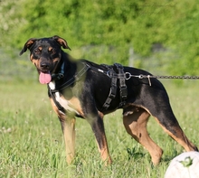 ROCK, Hund, Mischlingshund in Heilbronn - Bild 4