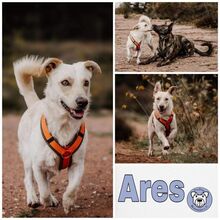 ARES, Hund, Mischlingshund in Lauschied - Bild 1