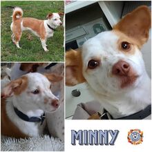 MINNY, Hund, Mischlingshund in Mühlacker - Bild 1
