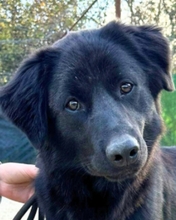 VINCENZO, Hund, Labrador-Mix in Italien - Bild 1