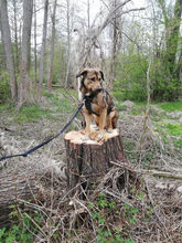 ARIK, Hund, Mischlingshund in Potsdam - Bild 2
