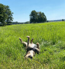 ARIK, Hund, Mischlingshund in Potsdam - Bild 6