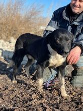 CAMILLO, Hund, Mischlingshund in Rumänien - Bild 10