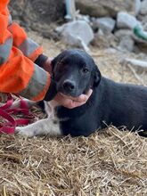 CAMILLO, Hund, Mischlingshund in Rumänien - Bild 2