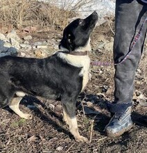 CAMILLO, Hund, Mischlingshund in Rumänien - Bild 3