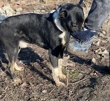 CAMILLO, Hund, Mischlingshund in Rumänien - Bild 4
