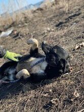 CAMILLO, Hund, Mischlingshund in Rumänien - Bild 7