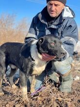 CAMILLO, Hund, Mischlingshund in Rumänien - Bild 8