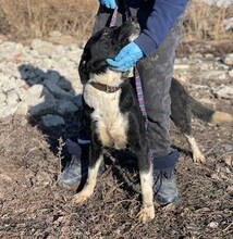 CAMILLO, Hund, Mischlingshund in Rumänien - Bild 9