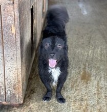 CALVIN, Hund, Mischlingshund in Rumänien - Bild 6