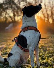 PHÖNIX, Hund, Mischlingshund in Italien - Bild 2
