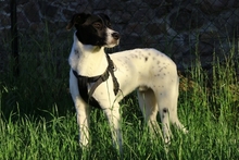 PHÖNIX, Hund, Mischlingshund in Italien - Bild 8