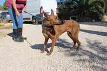 DEXTER, Hund, Mischlingshund in Ibbenbüren - Bild 15