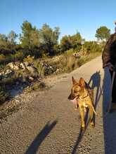 DEXTER, Hund, Mischlingshund in Ibbenbüren - Bild 21