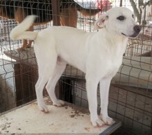 TYKE, Hund, Mischlingshund in Rumänien - Bild 1