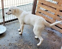TYKE, Hund, Mischlingshund in Rumänien - Bild 2