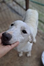 TYKE, Hund, Mischlingshund in Rumänien - Bild 3
