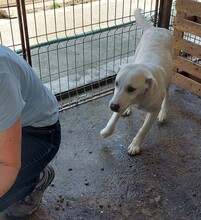 TYKE, Hund, Mischlingshund in Rumänien - Bild 4