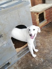 TYKE, Hund, Mischlingshund in Rumänien - Bild 6