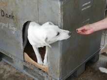 TYKE, Hund, Mischlingshund in Rumänien - Bild 7