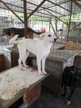TYKE, Hund, Mischlingshund in Rumänien - Bild 9