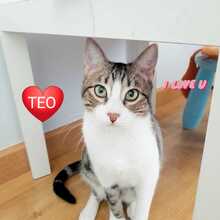 TITO, Katze, Abessinier in Spanien - Bild 8