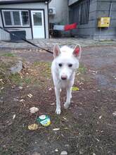 BOOMER, Hund, Siberian Husky-Deutscher Schäferhund-Mix in Bulgarien - Bild 2