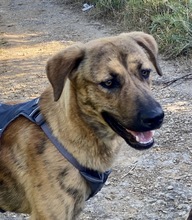 MARTIN, Hund, Mischlingshund in Portugal - Bild 1