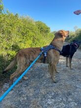 MARTIN, Hund, Mischlingshund in Portugal - Bild 10