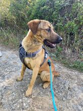 MARTIN, Hund, Mischlingshund in Portugal - Bild 14