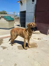 MARTIN, Hund, Mischlingshund in Portugal - Bild 5