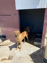MARTIN, Hund, Mischlingshund in Portugal - Bild 7
