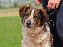 GRISU, Hund, Mischlingshund in Italien - Bild 1
