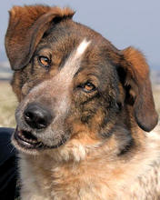 GRISU, Hund, Mischlingshund in Italien - Bild 11