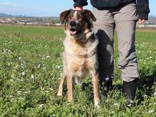 GRISU, Hund, Mischlingshund in Italien - Bild 24