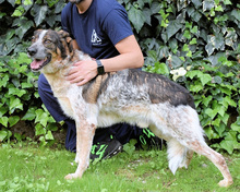 GRISU, Hund, Mischlingshund in Italien - Bild 27