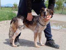 GRISU, Hund, Mischlingshund in Italien - Bild 5