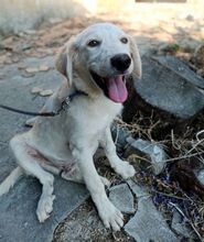 BIANCO, Hund, Mischlingshund in Griechenland - Bild 1