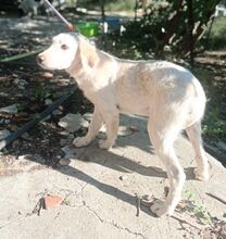 BIANCO, Hund, Mischlingshund in Griechenland - Bild 5
