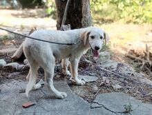 BIANCO, Hund, Mischlingshund in Griechenland - Bild 6
