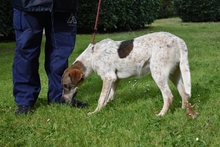 HELDER, Hund, Mischlingshund in Italien - Bild 8
