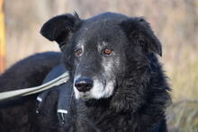 BUDDY, Hund, Mischlingshund in Ungarn - Bild 1