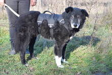 BUDDY, Hund, Mischlingshund in Ungarn - Bild 2