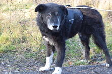 BUDDY, Hund, Mischlingshund in Ungarn - Bild 3